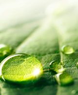Naturopathie et écologie